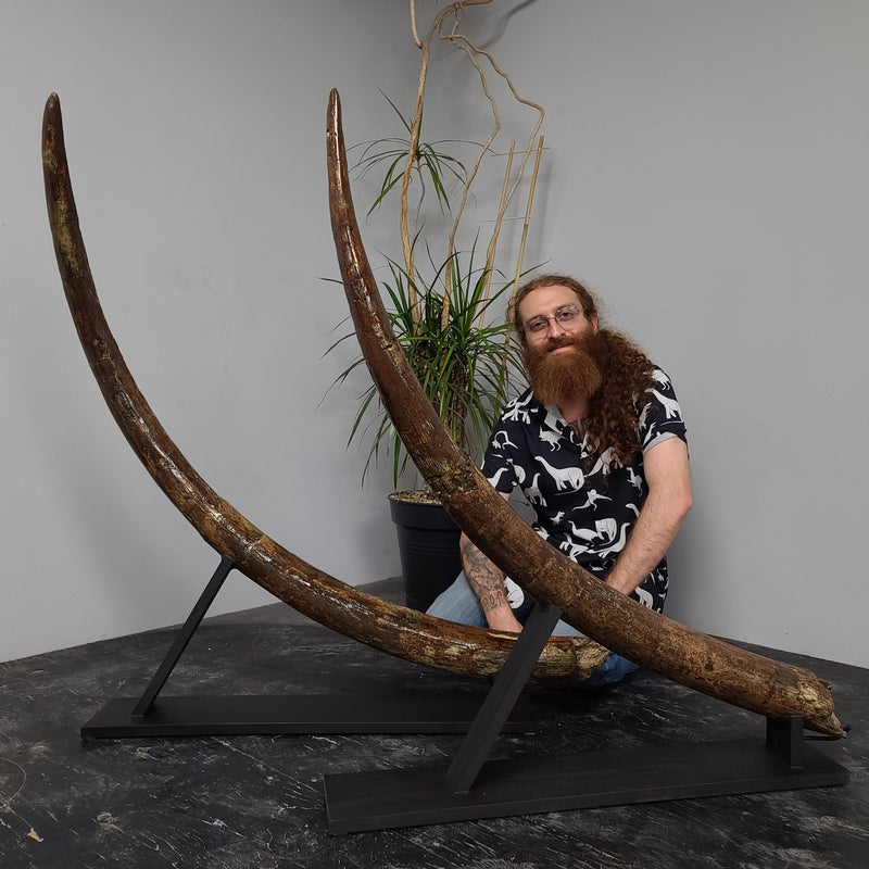 Stegodon Tusk Pair (62"), (SALE)