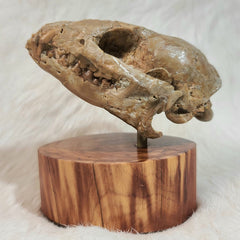 Hesperocyon Fossil Skull (Earliest Canid)