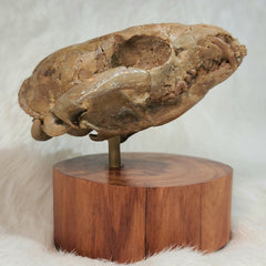 Hesperocyon Fossil Skull (Earliest Canid)