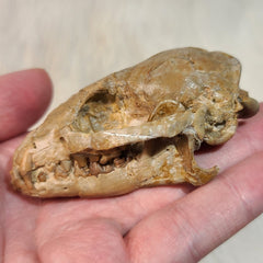 Hesperocyon Fossil Skull (Earliest Canid)