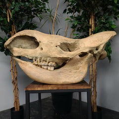 Woolly Rhino Fossil Skull, Complete (SALE)