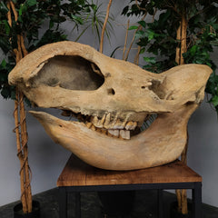 Woolly Rhino Fossil Skull, Complete (SALE)