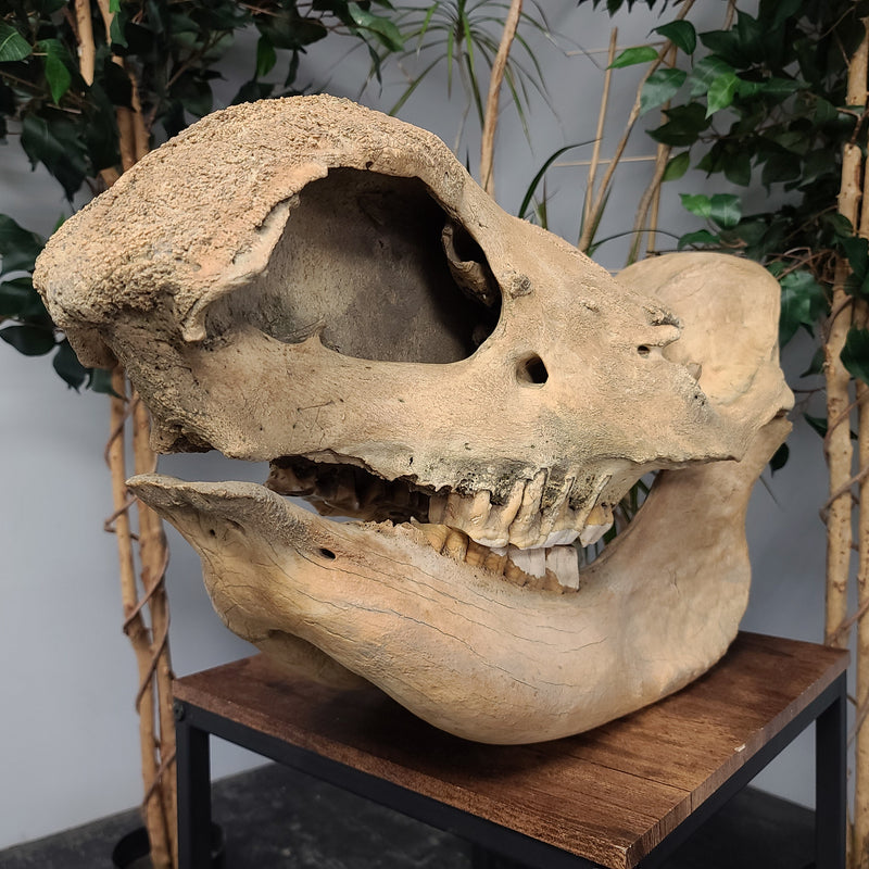 Woolly Rhino Fossil Skull, Complete (SALE)