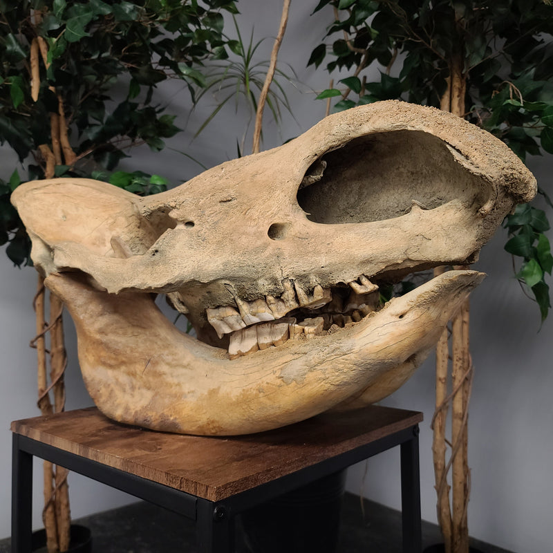 Woolly Rhino Fossil Skull, Complete (SALE)