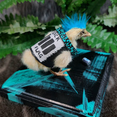 Chick Taxidermy, Punk A