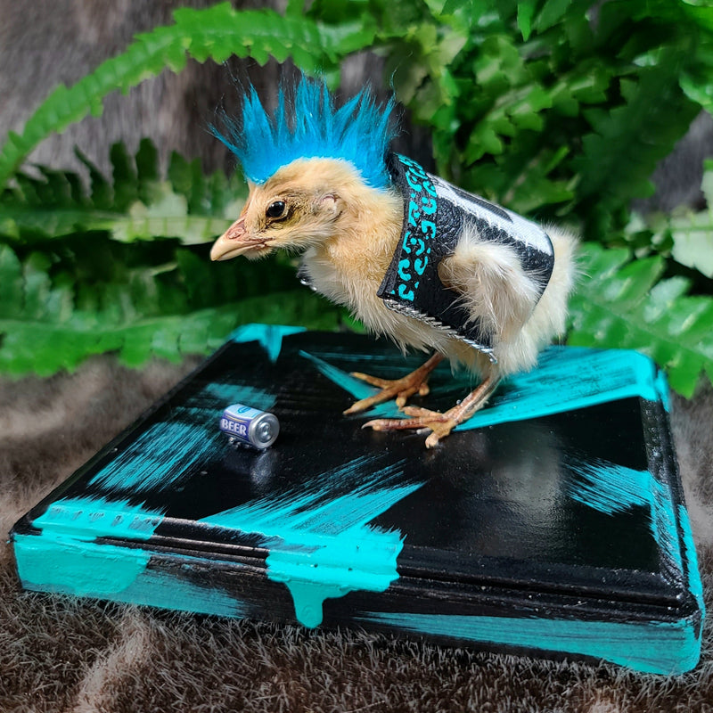Chick Taxidermy, Punk A