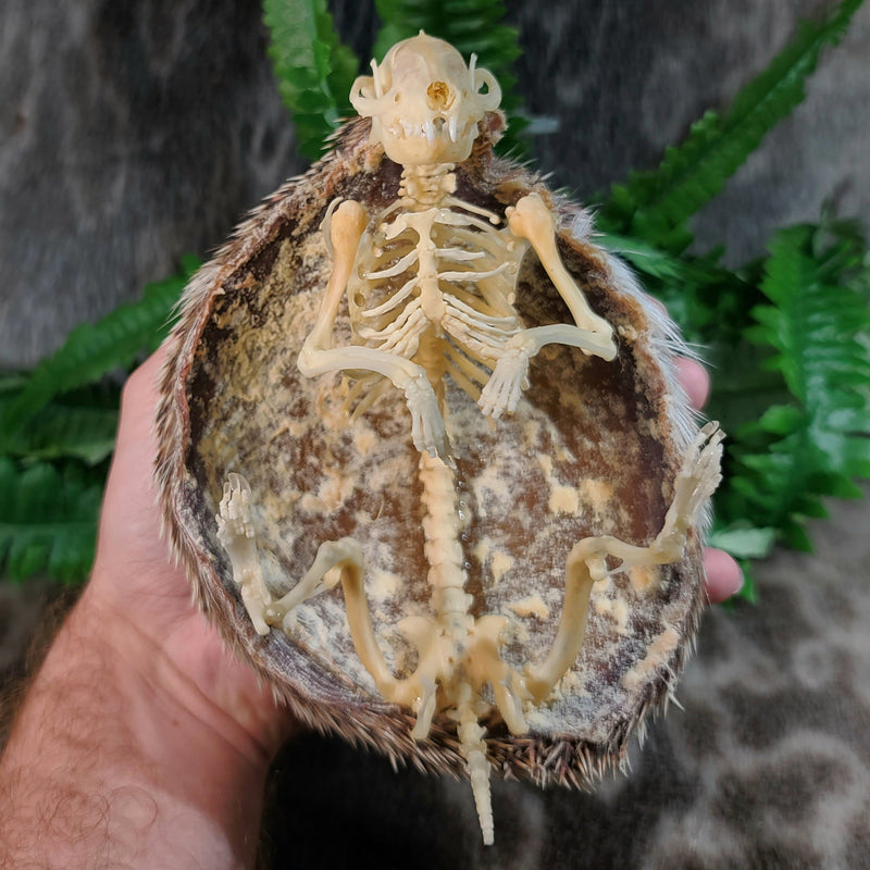 African Pygmy Hedgehog Skeleton B