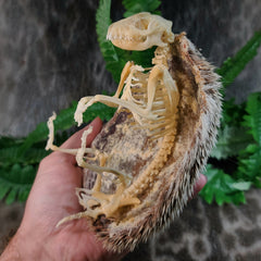 African Pygmy Hedgehog Skeleton B