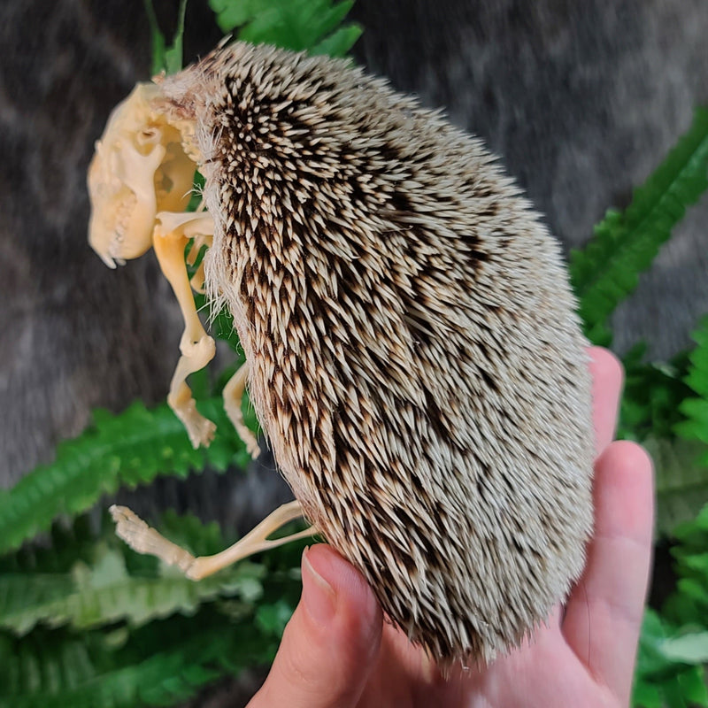 African Pygmy Hedgehog Skeleton B