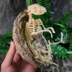 African Pygmy Hedgehog Skeleton B