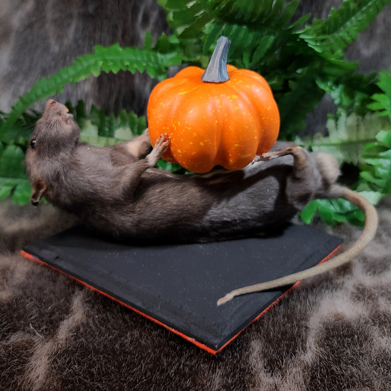 Rat Taxidermy, Pumpkin Cuddles