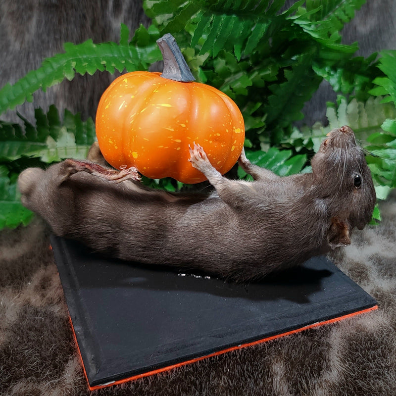 Rat Taxidermy, Pumpkin Cuddles