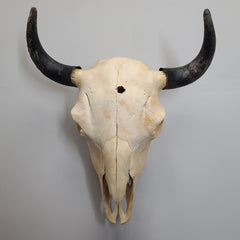 Bull Skulls (SALE)