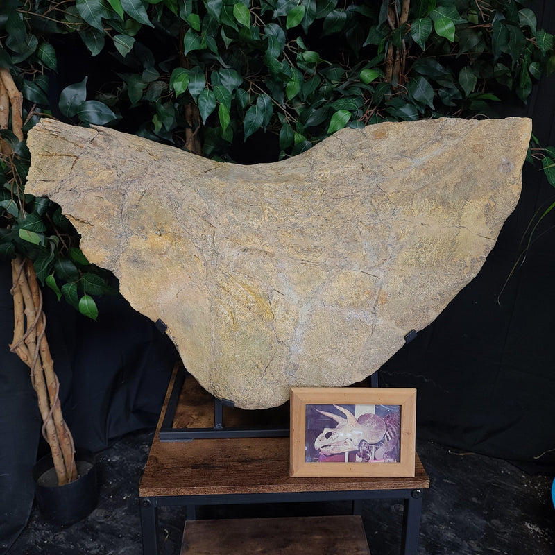 Triceratops Frill & Skull Segment, XXL (SALE)
