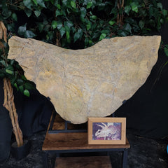 Triceratops Frill & Skull Segment, XXL (SALE)