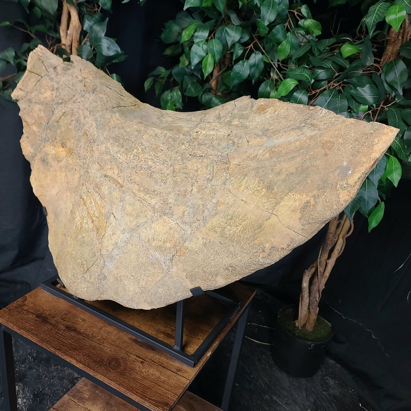 Triceratops Frill & Skull Segment, XXL