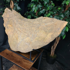Triceratops Frill & Skull Segment, XXL