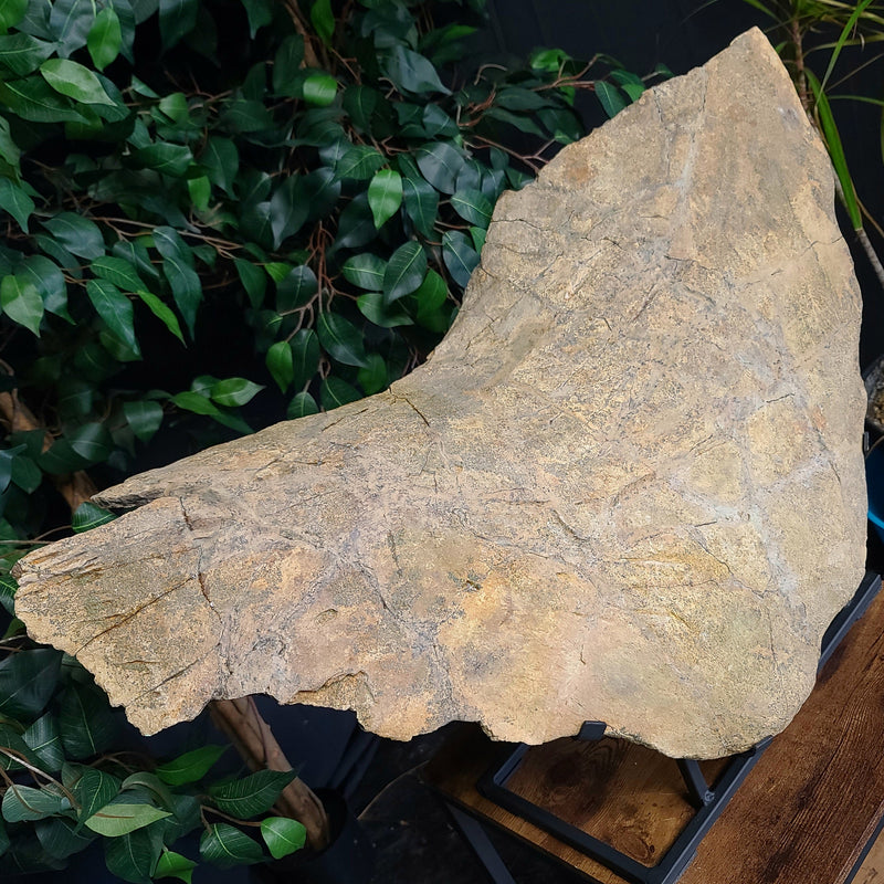 Triceratops Frill & Skull Segment, XXL