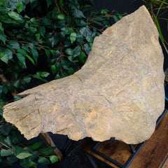 Triceratops Frill & Skull Segment, XXL