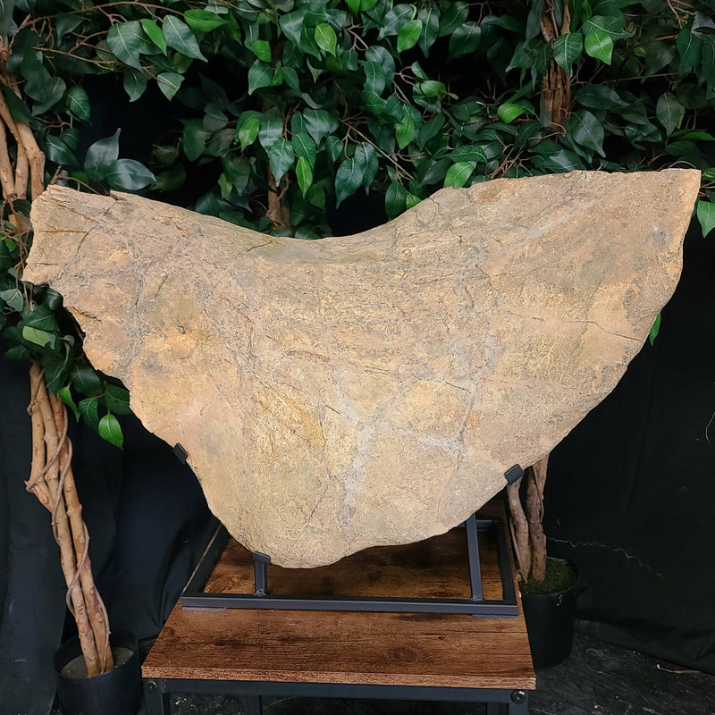 Triceratops Frill & Skull Segment, XXL