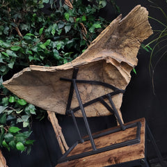 Triceratops Frill & Skull Segment, XXL