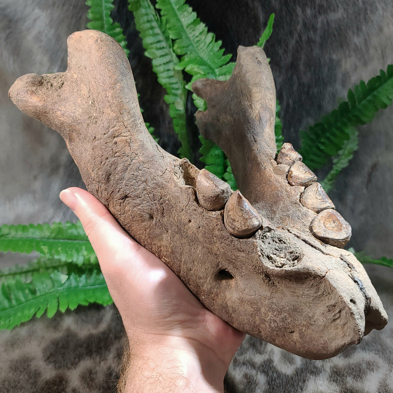 Fossil Walrus Jaw (SALE)