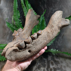 Fossil Walrus Jaw (SALE)