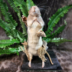 Rat Taxidermy, Fun Guy