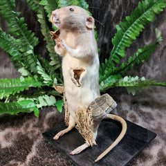 Rat Taxidermy, Fun Guy