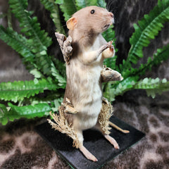 Rat Taxidermy, Fun Guy