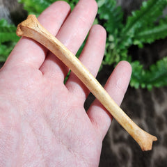 Fossil Coyote Leg Bone A