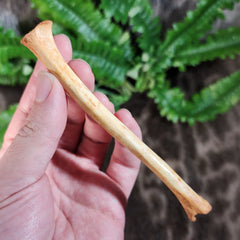 Fossil Coyote Leg Bone A