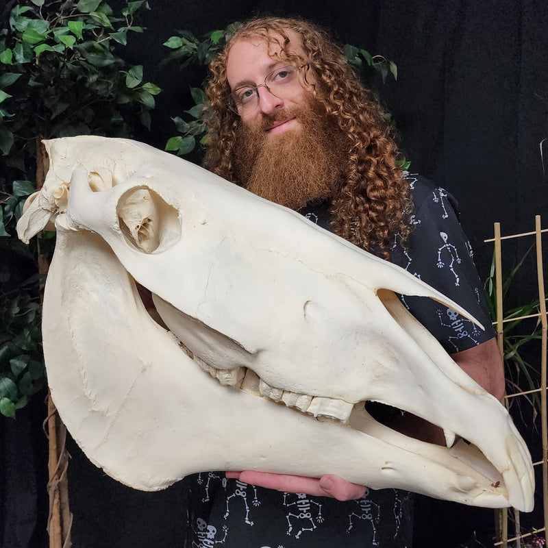 Clydesdale Horse Skull, XXL