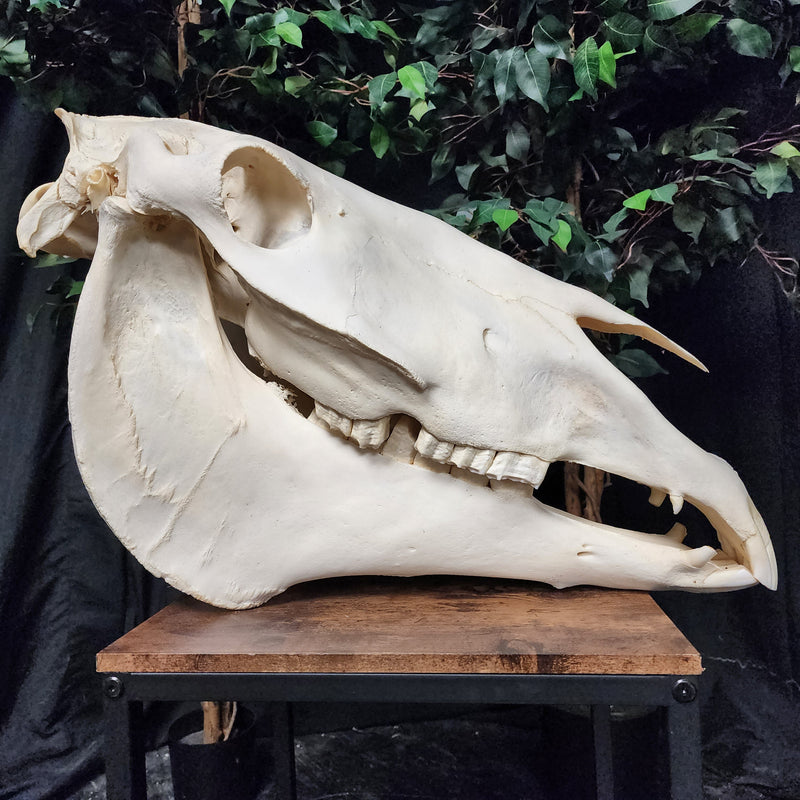 Clydesdale Horse Skull, XXL