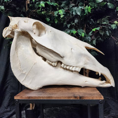 Clydesdale Horse Skull, XXL