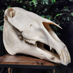 Clydesdale Horse Skull, XXL
