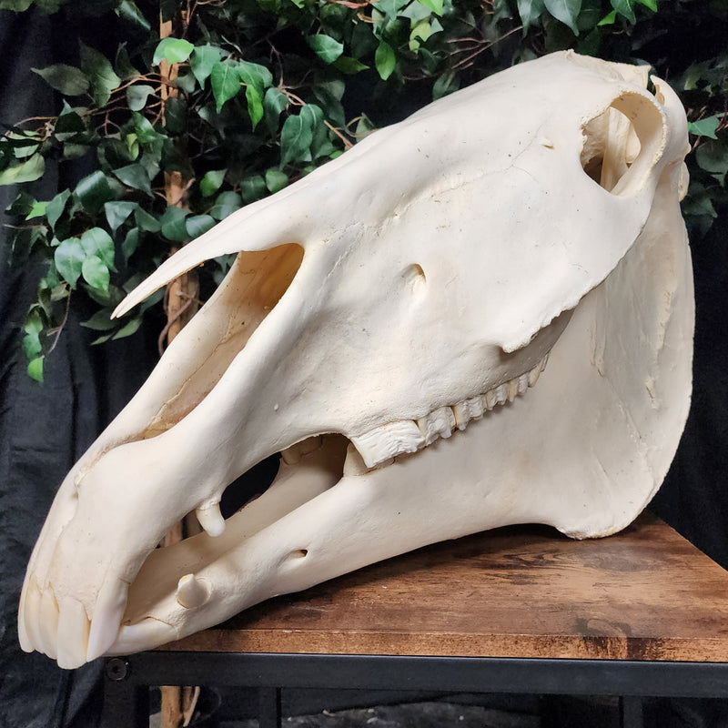 Clydesdale Horse Skull, XXL