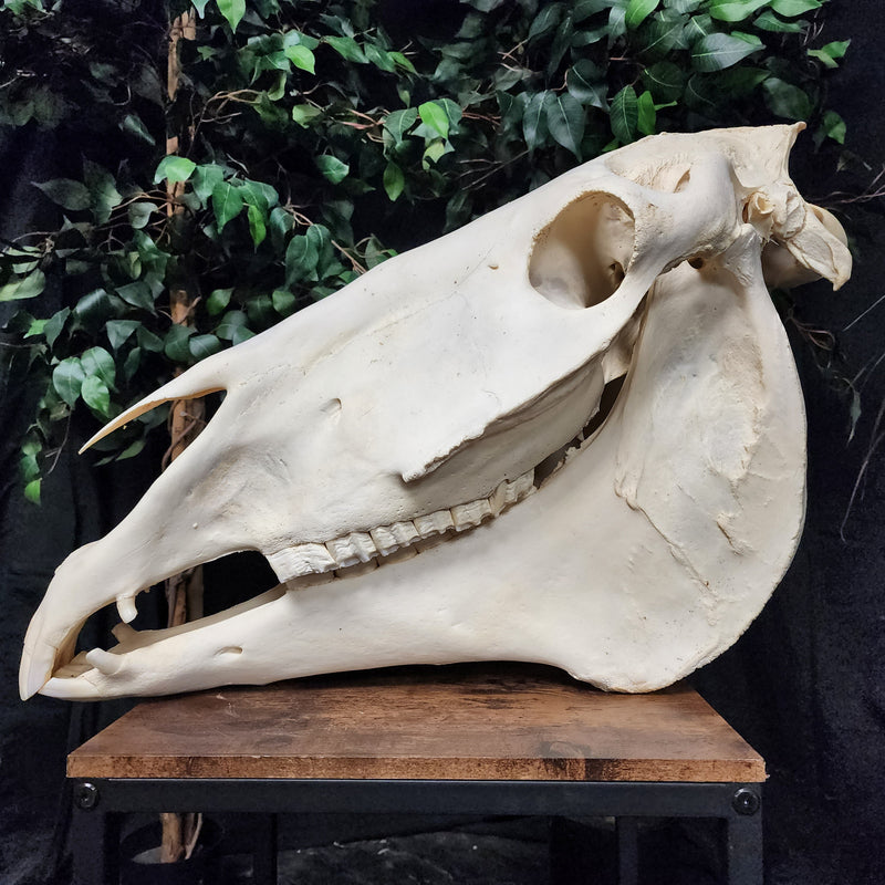 Clydesdale Horse Skull, XXL