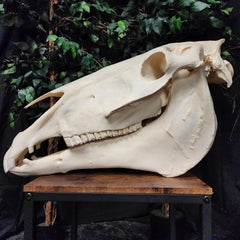 Belgian Draft Horse Skull, XL