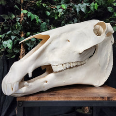 Belgian Draft Horse Skull, XL