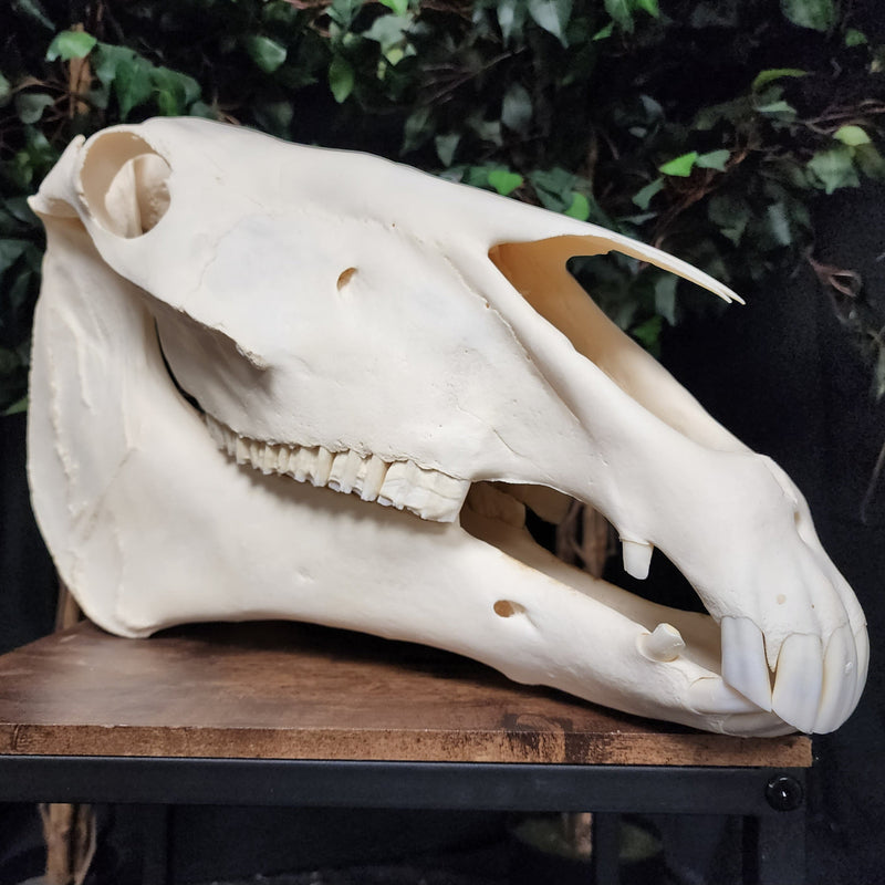 Belgian Draft Horse Skull, XL