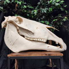 Belgian Draft Horse Skull, XL