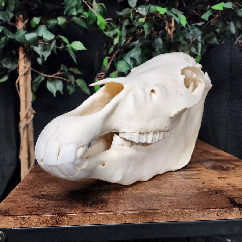 Miniature Horse Skull