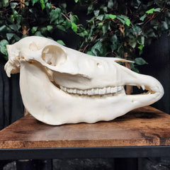 Miniature Horse Skull