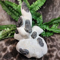 Hollardops Mesocristata Trilobite Fossils (SALE)