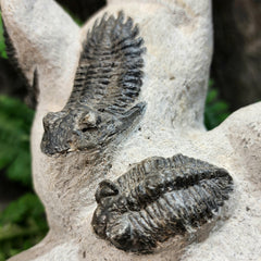 Hollardops Mesocristata Trilobite Fossils (SALE)