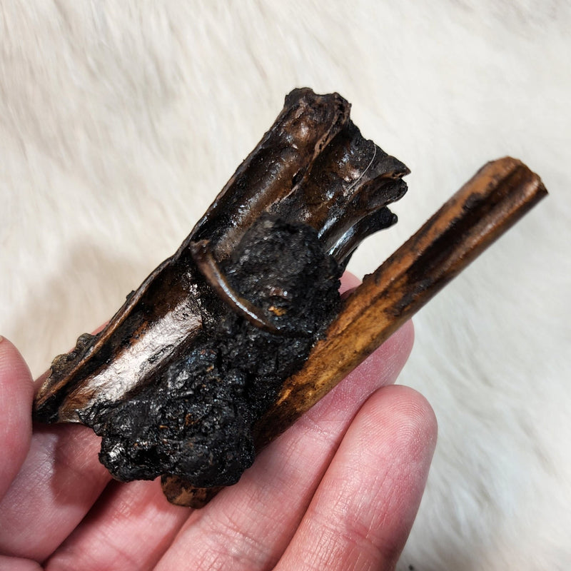 La Brea Tar Pit Golden Eagle Bones