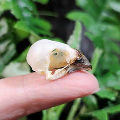 Spotted Munia Finch Skulls
