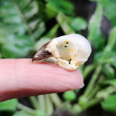 Spotted Munia Finch Skulls