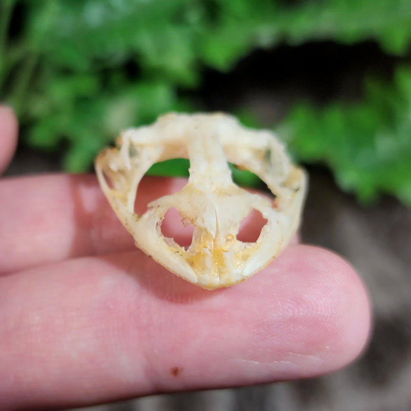 Asian Grass Frog Skulls